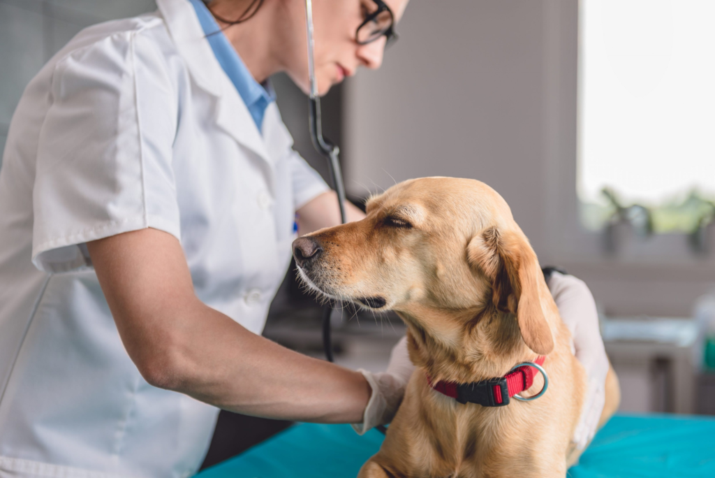 dog checkup